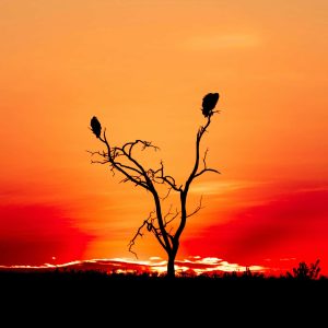 ahmed-galal-Yhjr-BrU8Kk-unsplash